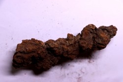 coprolithe of reptil - cenozoic -  Betsiboka, province of Majunga - Madagascar