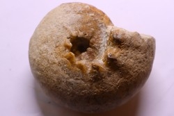 ORTHASPIDOCERAS  Kimmeridgian  La Rochelle - FRANCE