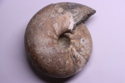 CADOCERAS EMELIANZEVI (Vor)  Callovian  Gorky, RUSSIA