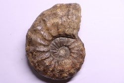 PROTEXANITES sp. - Coniacian - Peru