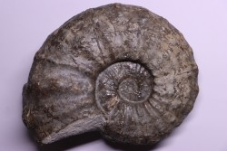 PROTEXANITES sp. - Coniacian - Peru