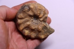Buchiceras bilobatum - Coniacian - Peru