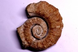 Emericiceras emerici - Barrémien - Alpes de haute Provence