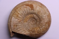 Stephanoceras masckei - bajocian - Bayeux -14 - FRANCE