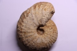 TORNQUINTE MULTICOSTATUM  Oxfordien  Germiny, (58) FRANCE