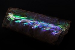 BACULITES COMPRESSUS - upper Campanian - Pierre Shale Fmt - south Dakota - USA