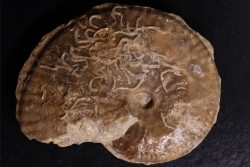 rare Phlycticeras dorsocavatum  - bathonian - Nièvre - FRANCE