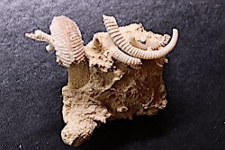 SPIROCERAS ORBYGNYI and Garantiana - UPPER bajocian - Mont d'or Lyonnais, FRANCE