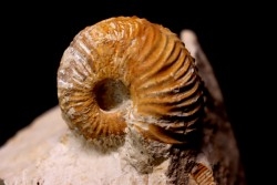 MACROCEPHALITES - forme pathologique  callovien  région de Poitier, 79, FRANCE