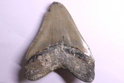 shark teeth: CARCHARODON MEGALODON