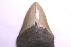 dent de requin: CARCHARODON MEGALODON