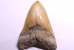 dent de requin: CARCHARODON MEGALODON