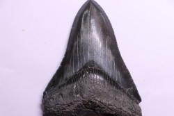 dent de requin: CARCHARODON MEGALODON