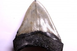 dent de requin: CARCHARODON MEGALODON