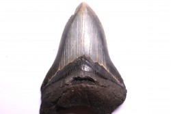 dent de requin: CARCHARODON MEGALODON