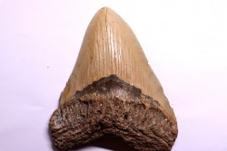 dent de requin: CARCHARODON MEGALODON