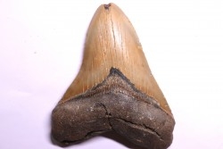 dent de requin: CARCHARODON MEGALODON