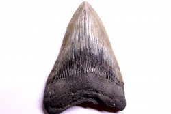 shark teeth: CARCHARODON MEGALODON