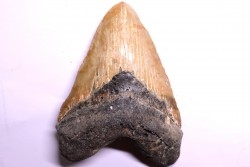 shark teeth: CARCHARODON MEGALODON