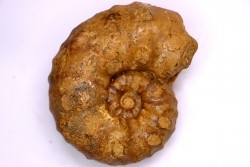 PSEUDASPIDOCERAS CONCILIATUM - Turonien moyen - Betioky, MADAGASCAR