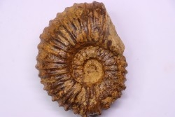 SCHINDEWOLFITES SCHINDEWOLFI - Turonien moyen - Betioky, MADAGASCAR