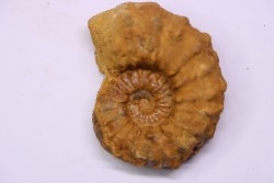 Kamerunoceras Isovokyense - low. Turonian - MADAGASCAR