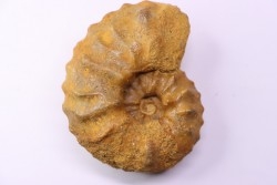PSEUDASPIDOCERAS CONCILIATUM - middle Turonian - Betioky, MADAGASCAR