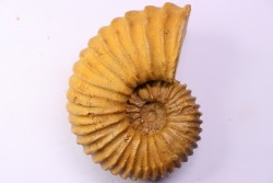 Newboldiceras asiaticum - Cenomanien - Atsimo- Andrefana, Madagascar