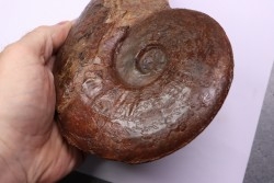 Esericeras eseri  - TOARCIEN - Carriere Belmont - FRANCE