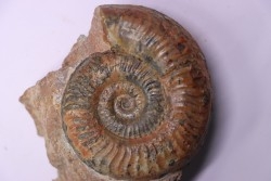 Grammoceras thouarsense - Toarcien - Belmont - FRANCE