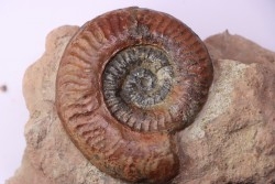 Grammoceras thouarsense - Toarcien - Belmont - FRANCE