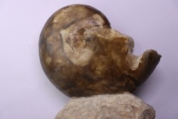 Aturia lotzi - Eocène - Sahara Occidental