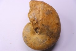 ANGLONAUTILUS sp.  Cenomanian  Atsimo- Andrefana, Madagascar