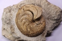 Hercoglossa cf. jacobi - Lutétian - Sahara Occidental
