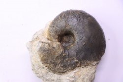 nautile:  Cenoceras  belmontense - toarcien - Saone et Loire– FRANCE