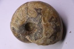 nautile: Cenoceras  striatum - carixien - Pont Saint Vincent, 54 – FRANCE