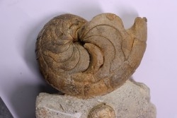 Hercoglossa cf. jacobi - Lutétian - Sahara Occidental