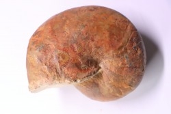 nautile:  Cenoceras  lineolatum - aalenien - Belmont– FRANCE