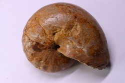 ANGLONAUTILUS sp.  Cenomanian  Atsimo- Andrefana, Madagascar