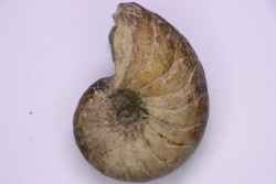 nautile:  Cenoceras  striatum - sinémurien supérieur (lotharingien) - Pont Saint Vincent, 54 – FRANCE