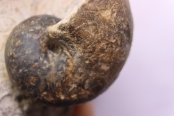 nautile:  cenoceras sp. - Bathonien - Saint Benin d'Azy (58) FRANCE