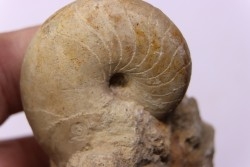 nautile:  PSEUDOCENOCERAS FITTONI (Sharpe, 1853)  Cénomanien  Pavilly, 76, FRANCE