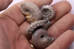 lot de 4 ammonites nacrées- callovien - RUSSIE