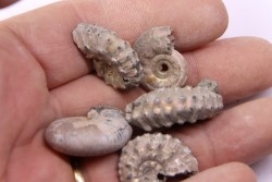 set of 5 ammonites - callovian - RUSSIA