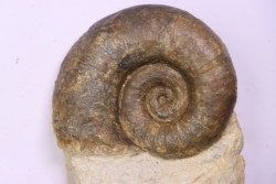 Lytoceras fimbriatum - Carixien - Pont Saint Vincent - FRANCE