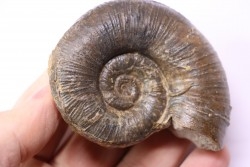 Lytoceras fimbriatum - Carixien - Pont Saint Vincent - FRANCE