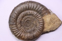 Paltechioceras boehmi (Hug) - upper Sinemurian - Pont-Saint-Vincent, 54 - FRANCE