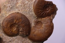 Pleydellia   toarcien  La Verpillere (38), FRANCE