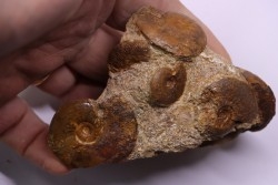 Pleydellia   toarcien  La Verpillere (38), FRANCE