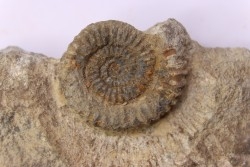 CRUCILOBICERAS DENSINODUM (Quenstedt)  Sinemurien supérieur  Cerville, 54 - FRANCE